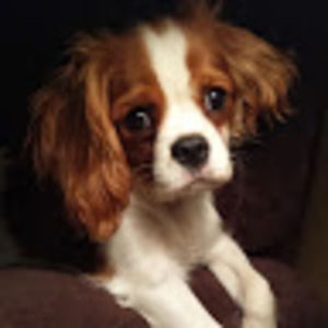 Meet your Posher, Kami